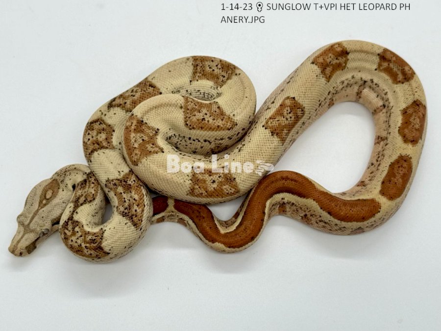 SUNGLOW T+VPI HET LEOPARD PH ANERY